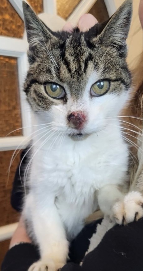 Kat Europese korthaar of huiskat