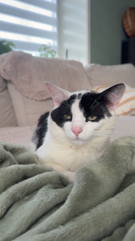 Kat Europese korthaar of huiskat