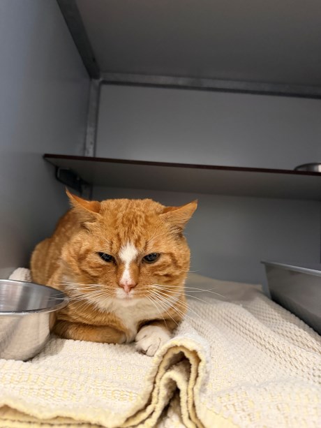 Kat Europese korthaar of huiskat