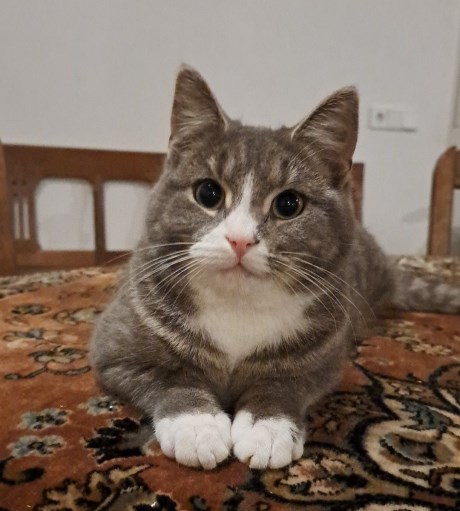 Kat Europese korthaar of huiskat