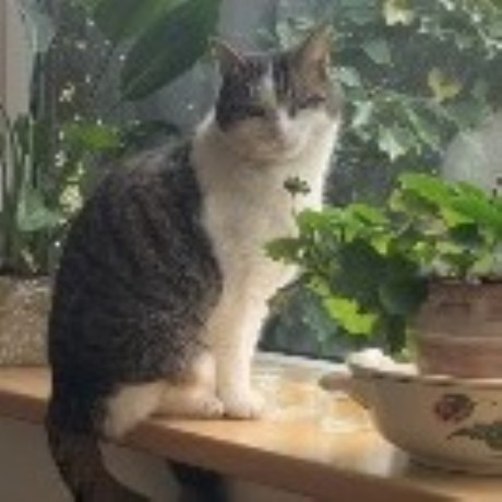 Kat Europese korthaar of huiskat