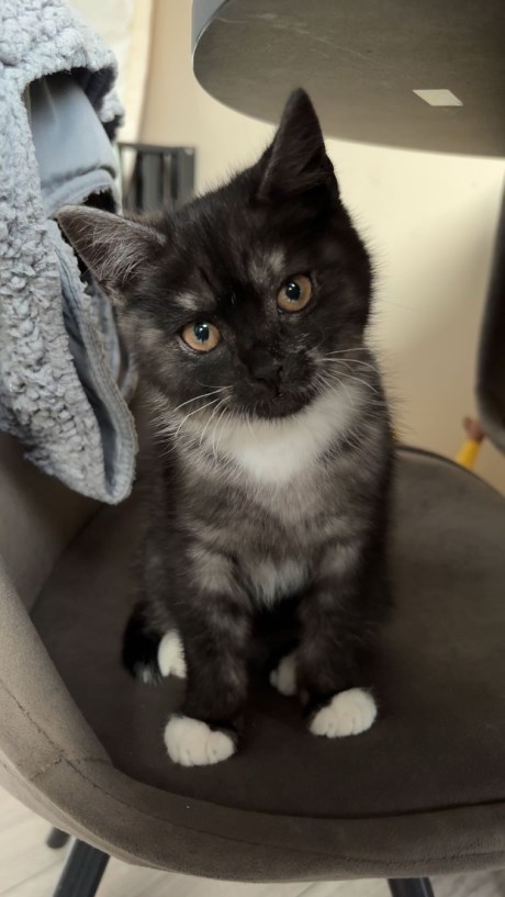 Kat Europese korthaar of huiskat