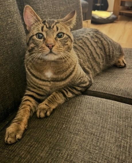 Kat Europese korthaar of huiskat