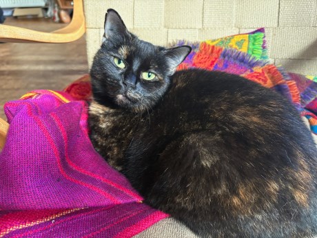 Kat Europese korthaar of huiskat