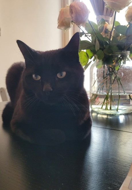 Kat Europese korthaar of huiskat