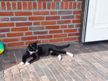 Kat Europese korthaar of huiskat