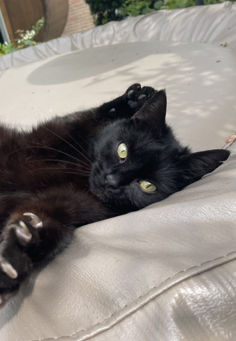 Kat Europese korthaar of huiskat