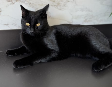 Kat Europese korthaar of huiskat