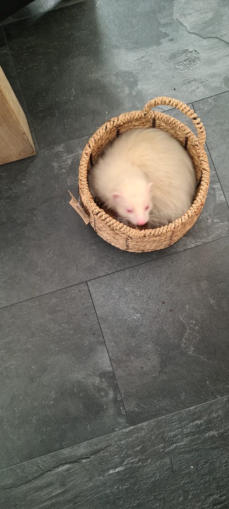 Kleine roofdieren Fret