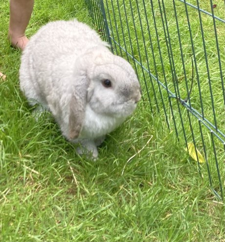 Knaagdier / Haasachtige Konijn