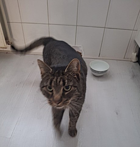 Kat Europese korthaar of huiskat