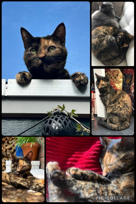 Kat Europese korthaar of huiskat