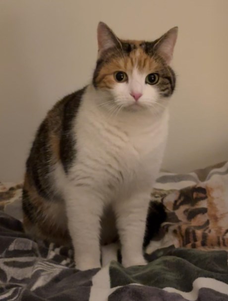 Kat Europese korthaar of huiskat