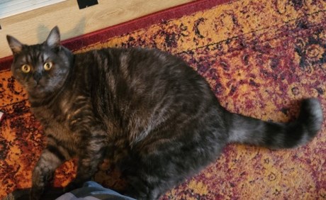 Kat Brits korthaar X