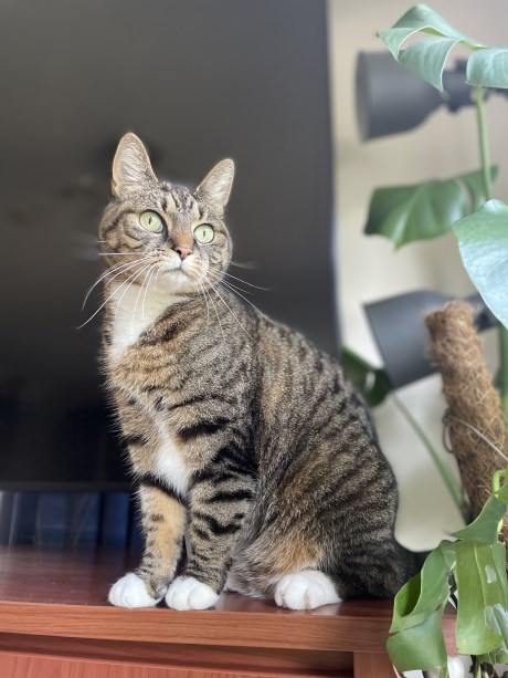 Kat Europese korthaar of huiskat