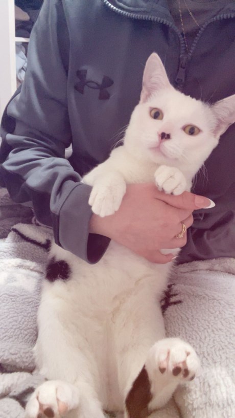 Kat Europese korthaar of huiskat