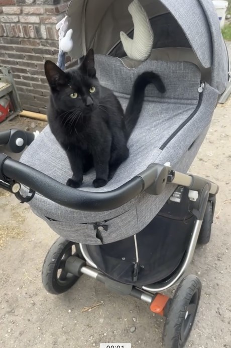 Kat Europese korthaar of huiskat