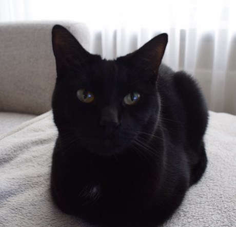 Kat Europese korthaar of huiskat