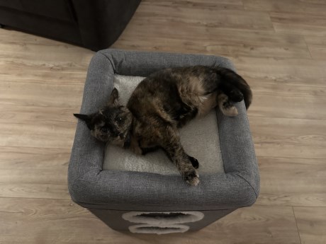 Kat Europese korthaar of huiskat