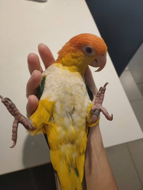 Vogel (Dwerg-)papegaai