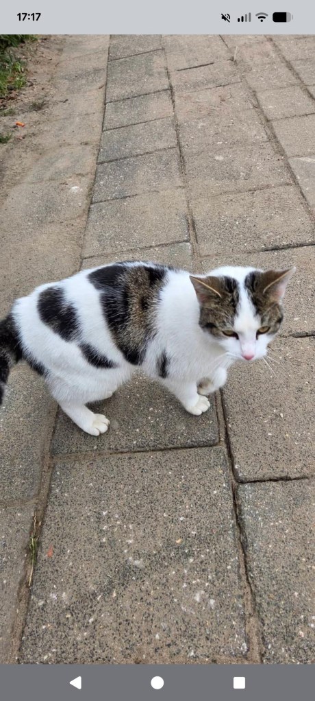 Kat Europese korthaar of huiskat