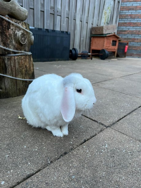 Knaagdier / Haasachtige Konijn