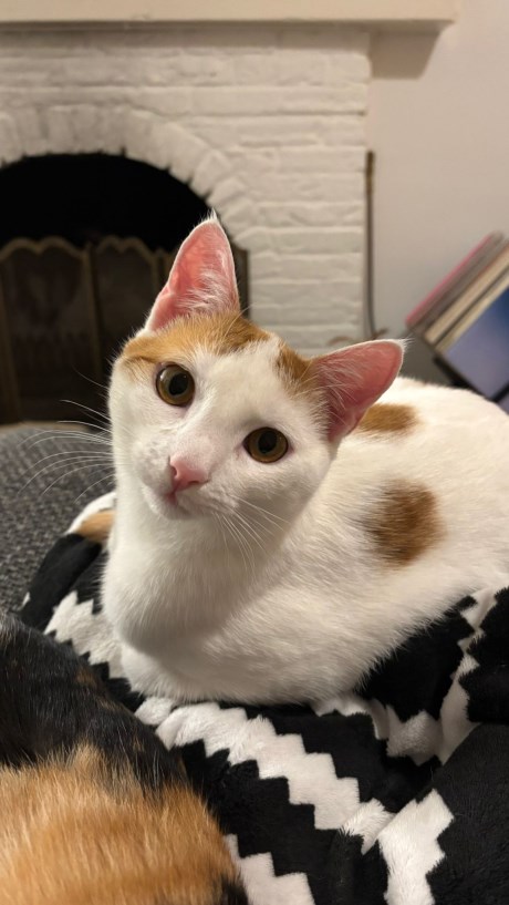 Kat Europese korthaar of huiskat