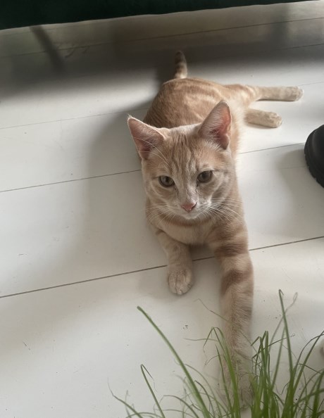 Kat Europese korthaar of huiskat