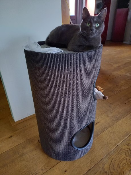 Kat Europese korthaar of huiskat