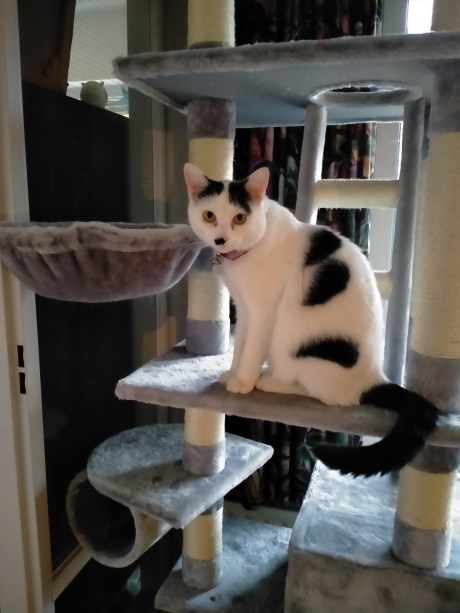 Kat Europese korthaar of huiskat