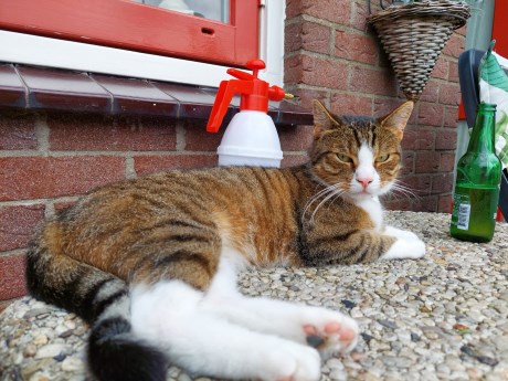 Kat Europese korthaar of huiskat