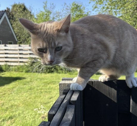 Kat Europese korthaar of huiskat