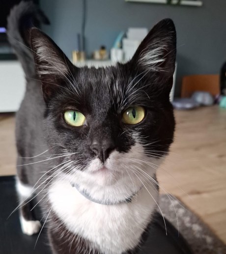 Kat Europese korthaar of huiskat