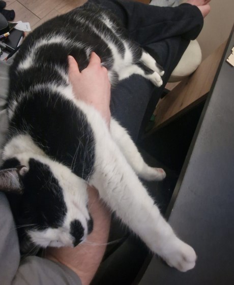 Kat Europese korthaar of huiskat