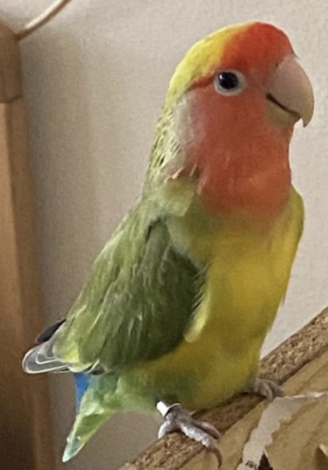 Vogel (Dwerg-)papegaai