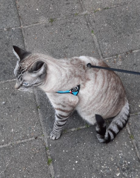 Kat Europese korthaar of huiskat