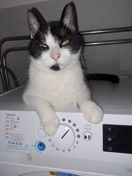 Kat Europese korthaar of huiskat