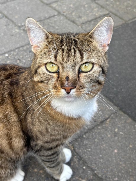 Kat Europese korthaar of huiskat