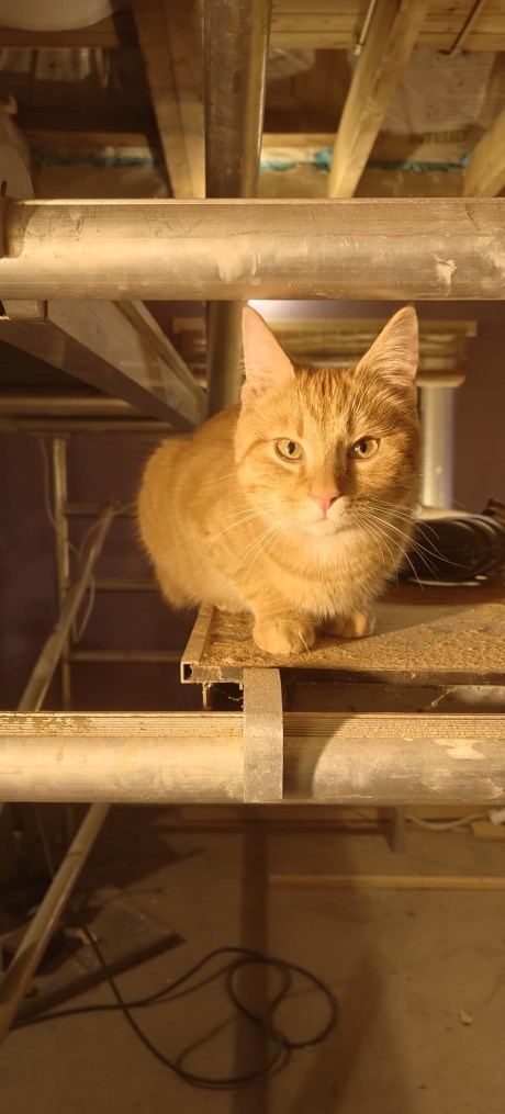 Kat Europese korthaar of huiskat