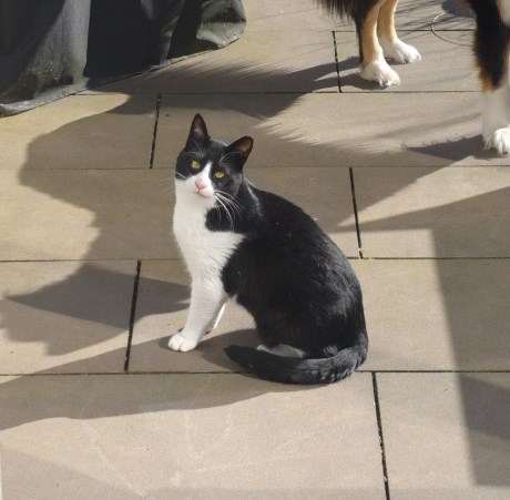 Kat Europese korthaar of huiskat