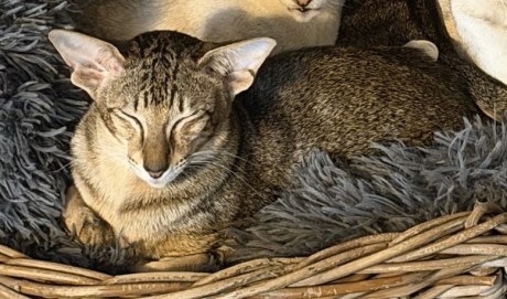 Kat Oosters korthaar