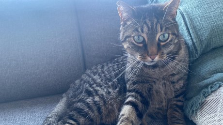 Kat Europese korthaar of huiskat