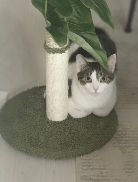 Kat Europese korthaar of huiskat