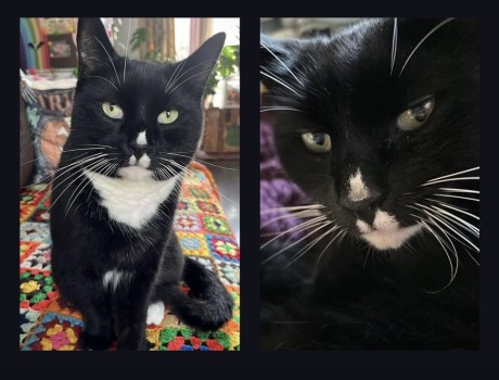 Kat Europese korthaar of huiskat