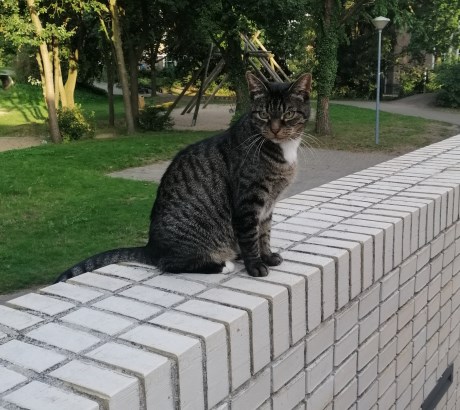 Kat Europese korthaar of huiskat