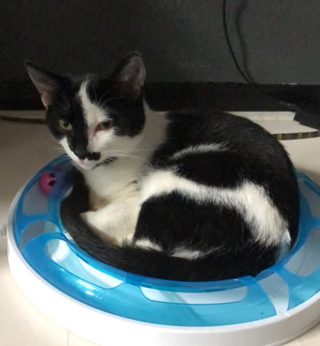 Kat Europese korthaar of huiskat