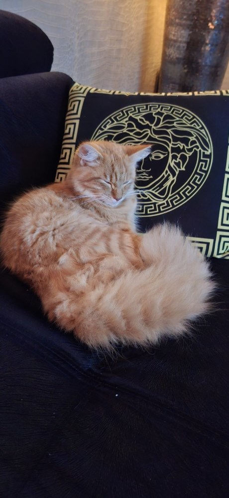 Kat Brits langhaar X