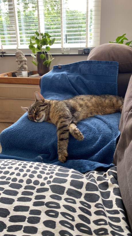 Kat Europese korthaar of huiskat