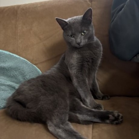 Kat Europese korthaar of huiskat