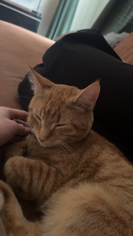 Kat Europese korthaar of huiskat